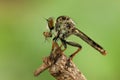 Mini Robber Fly in action Royalty Free Stock Photo