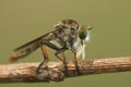 Mini Robber Fly Royalty Free Stock Photo