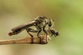 Mini Robber Fly and The Fly Royalty Free Stock Photo