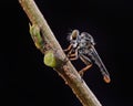 Mini robber fly Royalty Free Stock Photo