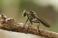 Mini Robber Fly Take A Rest Royalty Free Stock Photo