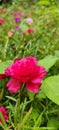 Red Mini Rose in garden Royalty Free Stock Photo