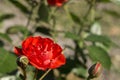 Mini Rose in Garden Royalty Free Stock Photo
