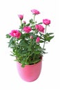 Mini rosebushes with pink flowers Royalty Free Stock Photo