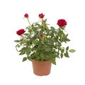 Mini rosebushes with red flowers Royalty Free Stock Photo