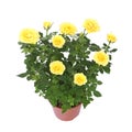 Mini rosebushes with yellow flowers Royalty Free Stock Photo