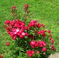 Mini roses with a green grass background