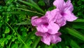 Mini Ruellia flower is a type of shrub flower that has purple, white and light pink flowers.