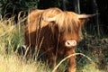 Mini Scottish Highlander are strong animals Royalty Free Stock Photo