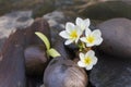 Mini set of bubble bath shower gel liquid with flowers and pebble on waterfall rock Royalty Free Stock Photo