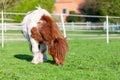 Mini Shetlandpony on a green meadow Royalty Free Stock Photo