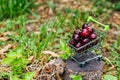 Mini shoppingcart full of fresh red ripe cherries on green background