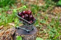 Mini shoppingcart full of fresh red ripe cherries on green background