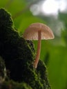 Mini single mushroom growing at green moss