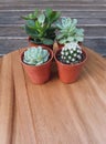 Mini cute cactus and succulent.