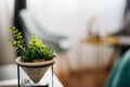 Mini succulent cactus plant in small concrete pot.Decorating with succulents indoors.Home interior design,cozy living space.Low