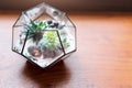 Mini succulent garden in glass terrarium on wooden windowsill. Succulents with sand and rocks in glass box. Home decoration elemen