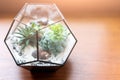 Mini succulent garden in glass terrarium on wooden windowsill. Succulents with sand and rocks in glass box. Home Royalty Free Stock Photo