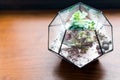 Mini succulent garden in glass terrarium on wooden windowsill. Succulents with sand and rocks in glass box. Home Royalty Free Stock Photo