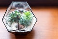 Mini succulent garden in glass terrarium on wooden windowsill. Succulents with sand and rocks in glass box. Home Royalty Free Stock Photo