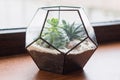 Mini succulent garden in glass terrarium on wooden windowsill. Succulents with sand and rocks in glass box. Home Royalty Free Stock Photo