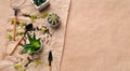 Mini succulent plants and gardening tools, top view