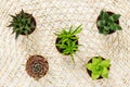 Mini succulent plants on natural mesh background