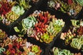 Mini succulent plants - small succulent pot plant