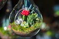 Mini-succulents in glass terrariums. Royalty Free Stock Photo