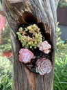 Mini succulents