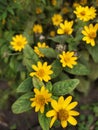 Mini sunflower in the afternoon