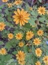 Mini Sunflowers or Yellow Melampodium