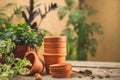 Mini Terra Cotta pots, gardening tools, and plants Royalty Free Stock Photo