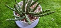 A Mini Thorned Cactus in Pot on Grass