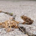 Mini Toad Royalty Free Stock Photo