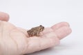 Mini toad Royalty Free Stock Photo