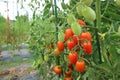 Mini tomato Royalty Free Stock Photo