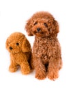 Mini Toy Poodle with Golden Brown Fur next to a soft pet on a white background