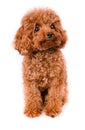 Mini Toy Poodle with Golden Brown Fur on a white background Royalty Free Stock Photo