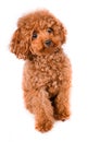 Mini Toy Poodle with Golden Brown Fur on a white background Royalty Free Stock Photo