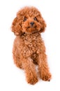 Mini Toy Poodle with Golden Brown Fur on a white background Royalty Free Stock Photo