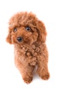 Mini Toy Poodle Royalty Free Stock Photo