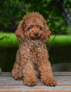 Mini Toy Poodle Royalty Free Stock Photo