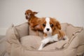 Mini toy terrier sits in dog bed, shows aggression towards Cavalier King Charles Spaniel puppy, growls, and the puppy Royalty Free Stock Photo