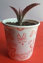 Mini tree plant photo in india. Royalty Free Stock Photo