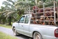 Mini truck with Oil palm kernel collected by plantation workers and placed by side of plantation. Ready ship to palm oil industry Royalty Free Stock Photo