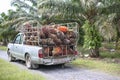 Mini truck with Oil palm kernel collected by plantation workers and placed by side of plantation. Ready ship to palm oil industry Royalty Free Stock Photo