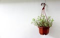Mini Turtle Plant in brown plant pot hang on white wall