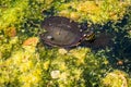 Mini turtle in a pond