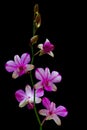 Mini violet purple colored dendrobium orchids